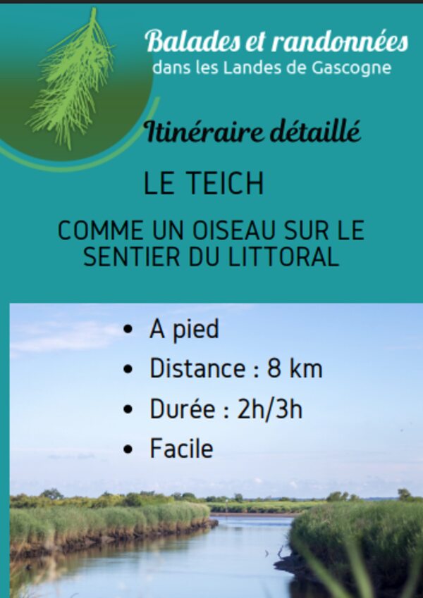 Balade – Comme un oiseau sur le sentier du littoral – Le Teich