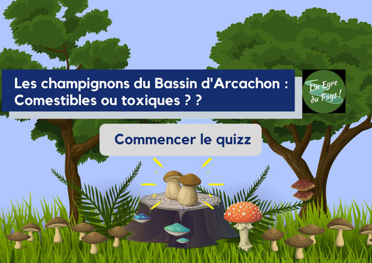 Les champignons du Bassin d'Arcachon • Actualités Les champignons du Bassin Arcachon