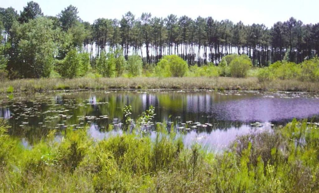 Parc Naturel Régional Des Landes de Gascogne • Aux alentours parc naturel régional des Landes de Gascogne - lagunes