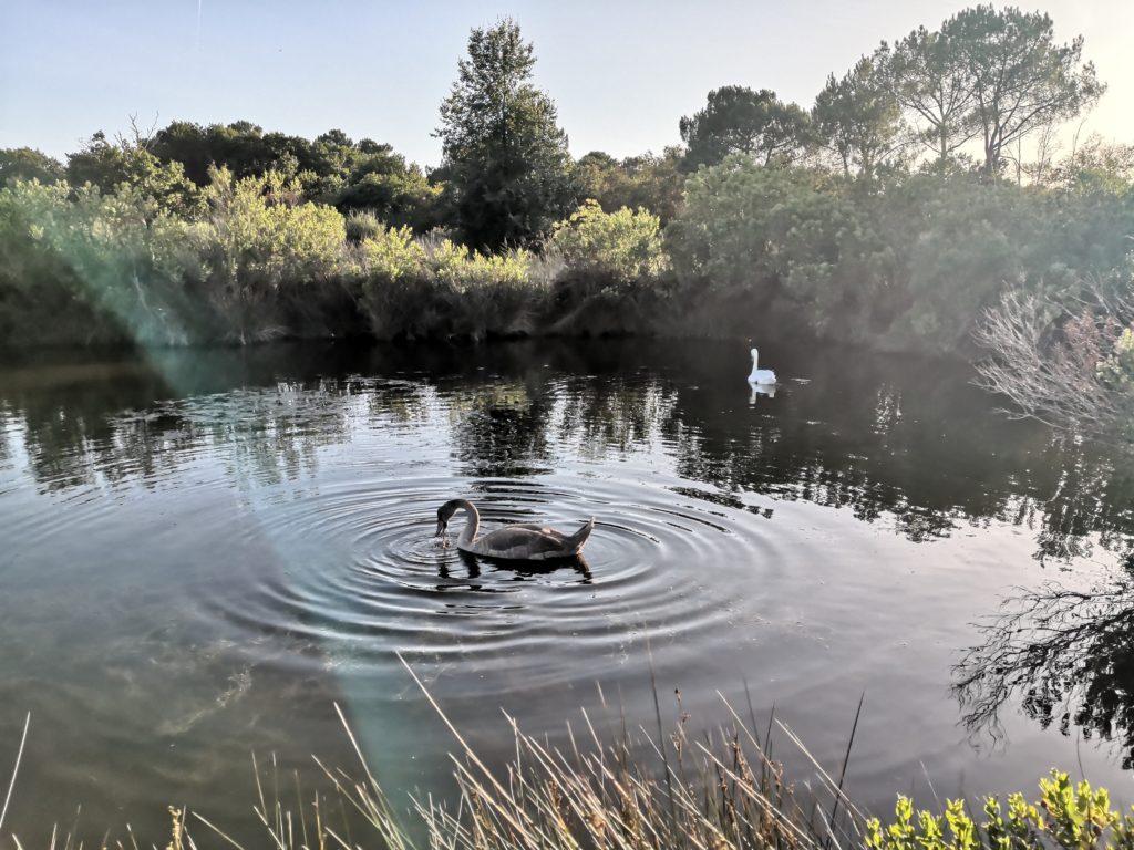 Destination écotouristique • 7 bonnes raisons de choisir Le Teich Le Teich commune engagée